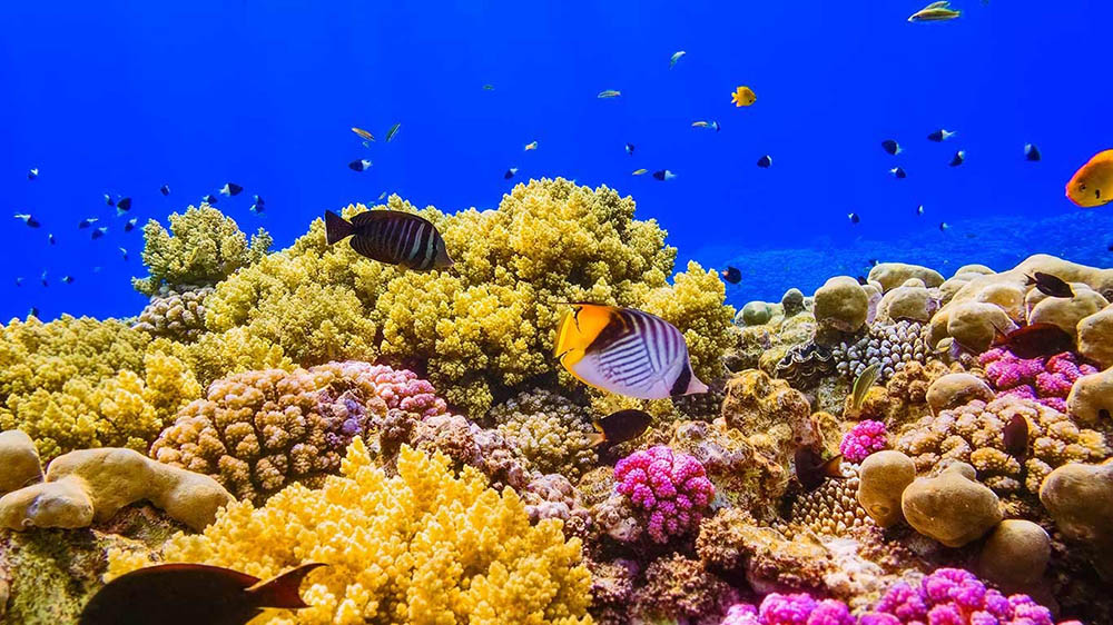 Red Sea Coral Reef